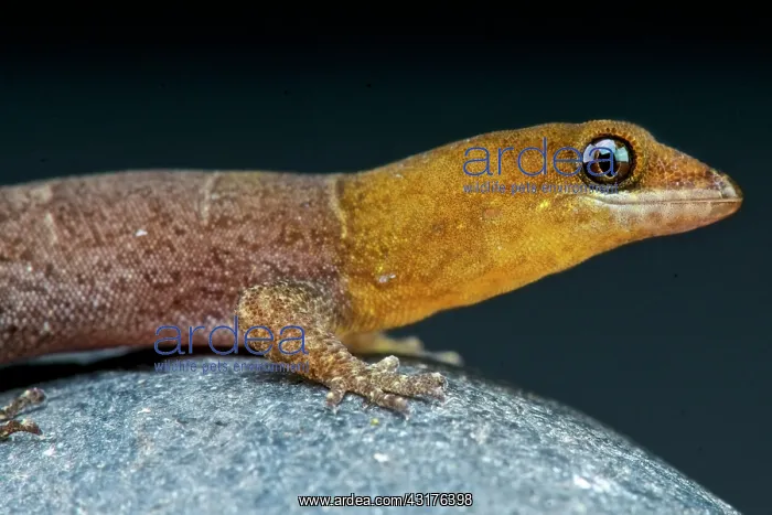 : Aruba day gecko (Gonatodes antillensis) male, Aruba : Aruba day gecko (Gonatodes antillensis) male, Aruba