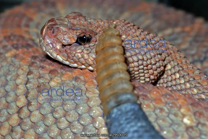 : Aruba Island Rattlesnake : Aruba Island Rattlesnake