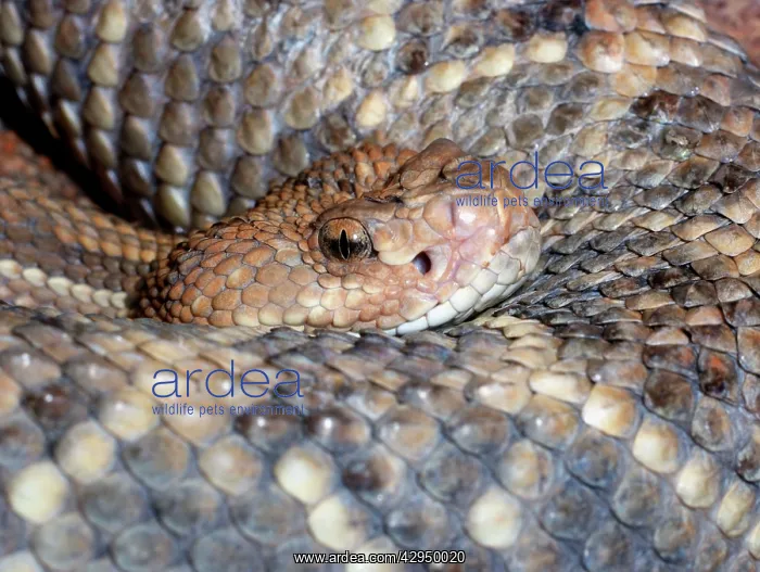 : Aruba Island Rattlesnake : Aruba Island Rattlesnake