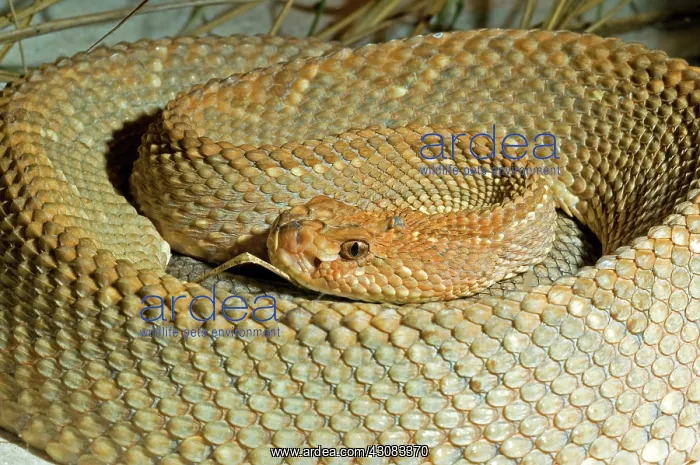 : Aruba Island Rattlesnake : Aruba Island Rattlesnake