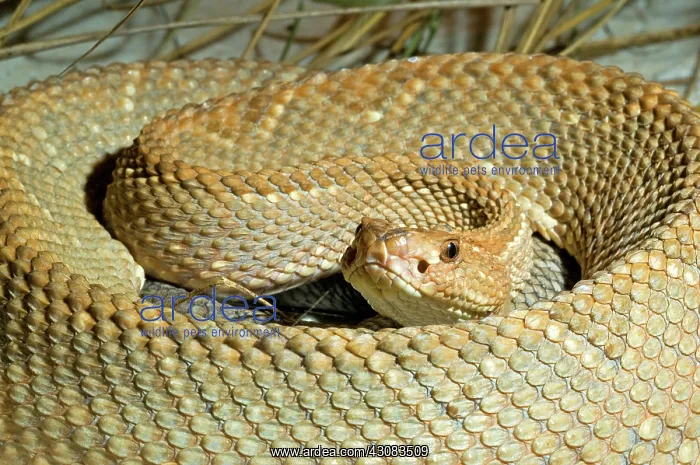 : Aruba Island Rattlesnake : Aruba Island Rattlesnake