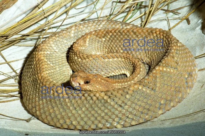 : Aruba Island Rattlesnake : Aruba Island Rattlesnake