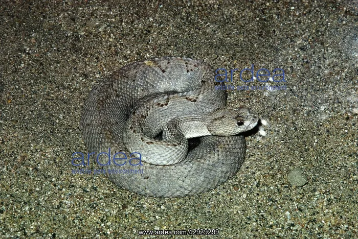 : Aruba Island Rattlesnake - coiled : Aruba Island Rattlesnake - coiled