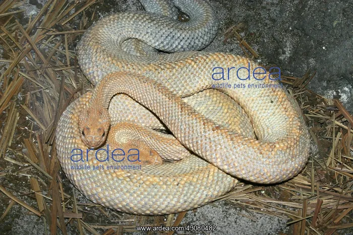 : Aruba Island Rattlesnakes : Aruba Island Rattlesnakes