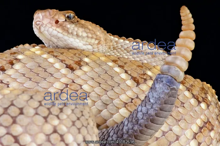: Aruba rattlesnake (Crotalus durissus unicolor) : Aruba rattlesnake (Crotalus durissus unicolor)