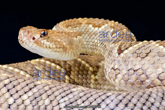 : Aruba rattlesnake (Crotalus durissus unicolor) : Aruba rattlesnake (Crotalus durissus unicolor)