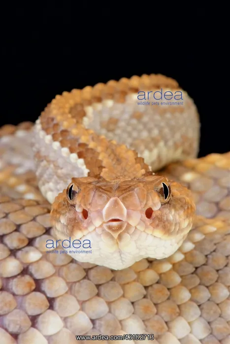 : Aruba rattlesnake (Crotalus durissus unicolor) : Aruba rattlesnake (Crotalus durissus unicolor)