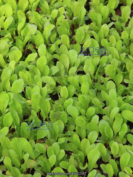 : Arugula, (Eruca sativa) : Arugula, (Eruca sativa)