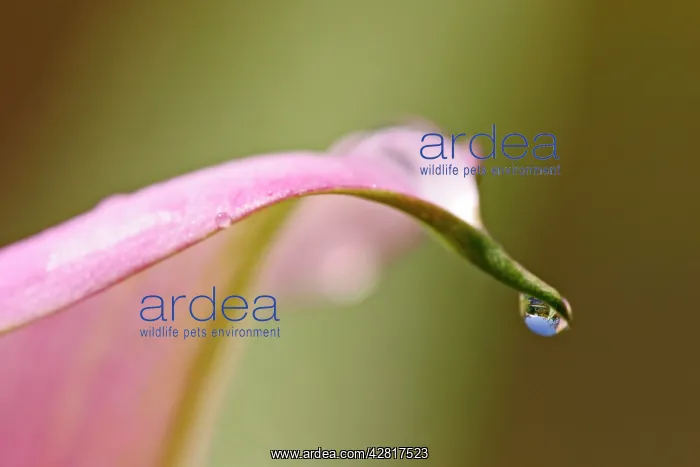 : Arum - Close up showing rain drop cultivated species : Arum - Close up showing rain drop cultivated species