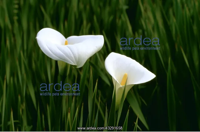 : ARUM - flowers : ARUM - flowers