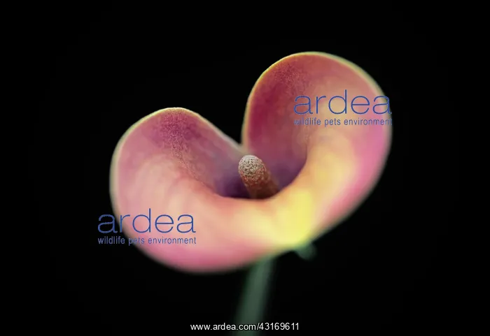 : Arum Lily, Calla lily, Zantedeschia, angle of view creating : Arum Lily, Calla lily, Zantedeschia, angle of view creating