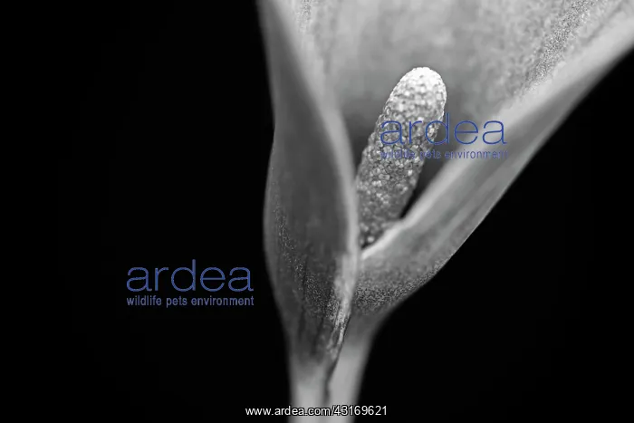 : Arum Lily, Calla lily, Zantedeschia, cropped view revealing : Arum Lily, Calla lily, Zantedeschia, cropped view revealing