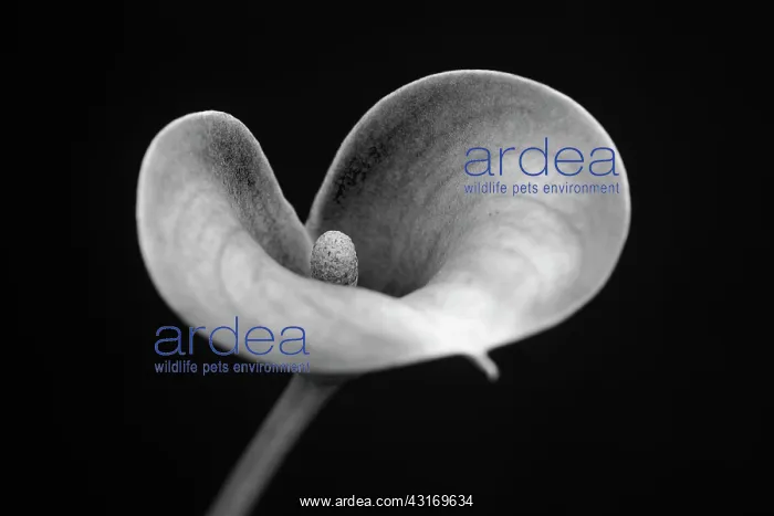 : Arum lily, Calla lily, Zantedeschia, angle of view creating : Arum lily, Calla lily, Zantedeschia, angle of view creating