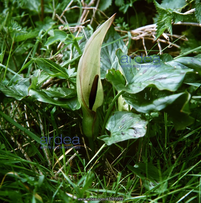 : Arum LILY / Lords and Ladies / Cuckoo Pint : Arum LILY / Lords and Ladies / Cuckoo Pint