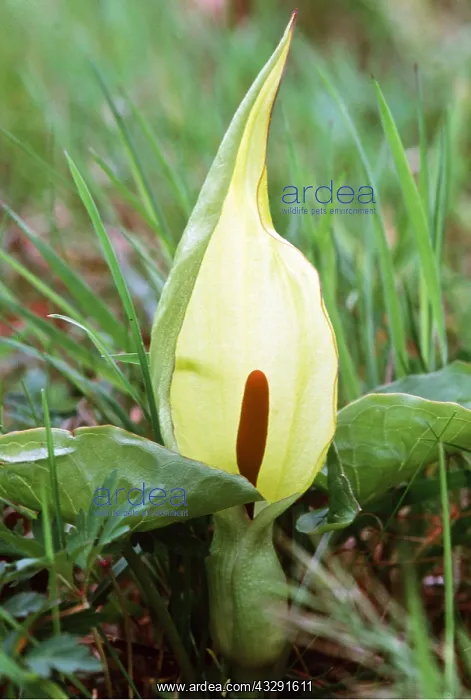 : Arum LILY / Lords and Ladies / Cuckoo Pint : Arum LILY / Lords and Ladies / Cuckoo Pint