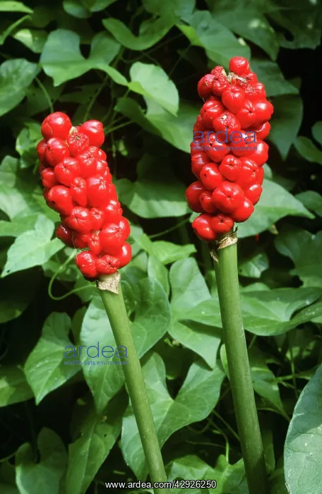 : Arum LILY / Lords and Ladies / Cuckoo Pint - in berry : Arum LILY / Lords and Ladies / Cuckoo Pint - in berry