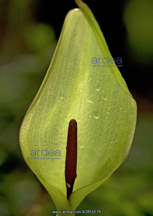 : Arum LILY / Lords and Ladies / Cuckoo Pint - showing : Arum LILY / Lords and Ladies / Cuckoo Pint - showing