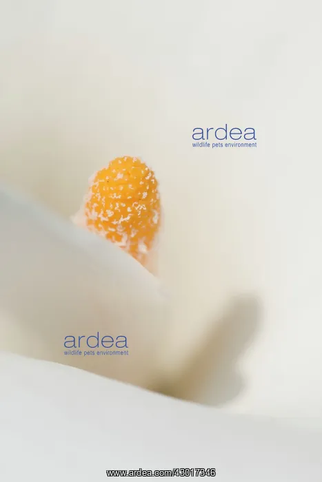  : Arum Lily Stamen