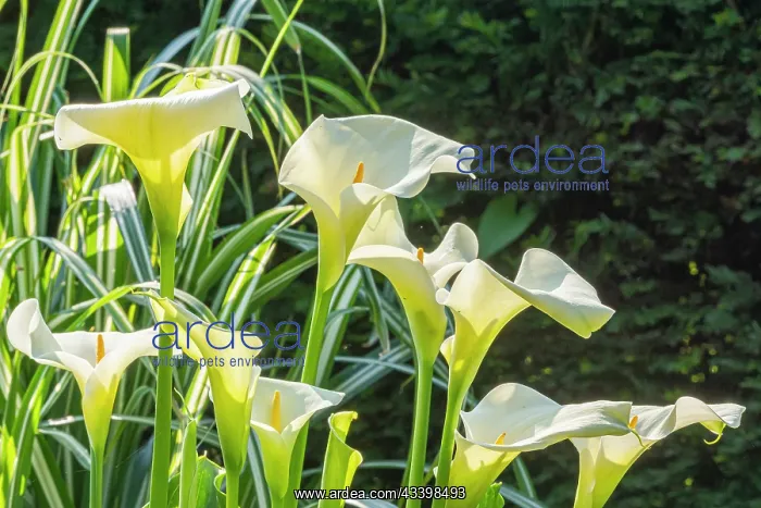 : Arum lily, Zantedeschia aethiopica, flowers : Arum lily, Zantedeschia aethiopica, flowers