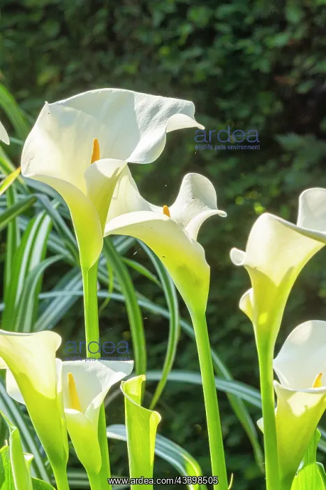 : Arum lily, Zantedeschia aethiopica, flowers : Arum lily, Zantedeschia aethiopica, flowers