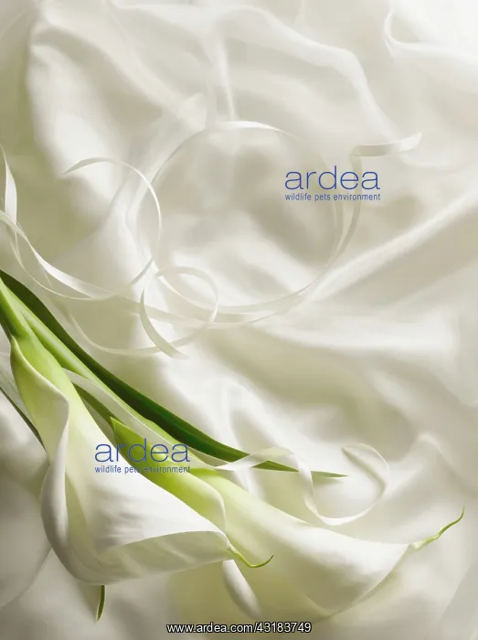 : Arum lily, Zantedeschia, Overhead graphic view of : Arum lily, Zantedeschia, Overhead graphic view of