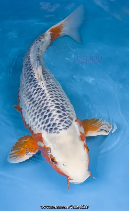 : Asagi koi carp in an turquoise water : Asagi koi carp in an turquoise water