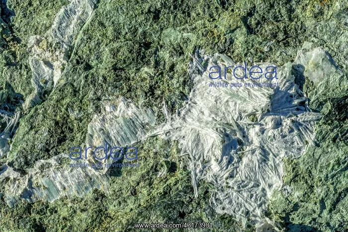  : Asbestos fibers, Old Asbestos mines Queyras, under