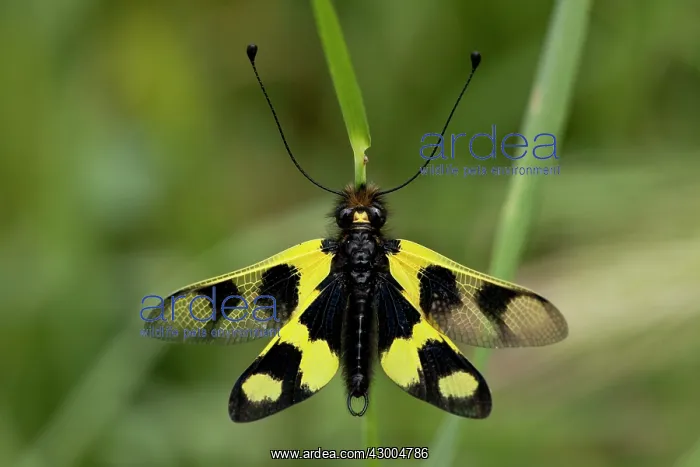 : Ascalaphid Libelloides macaronius : Ascalaphid Libelloides macaronius