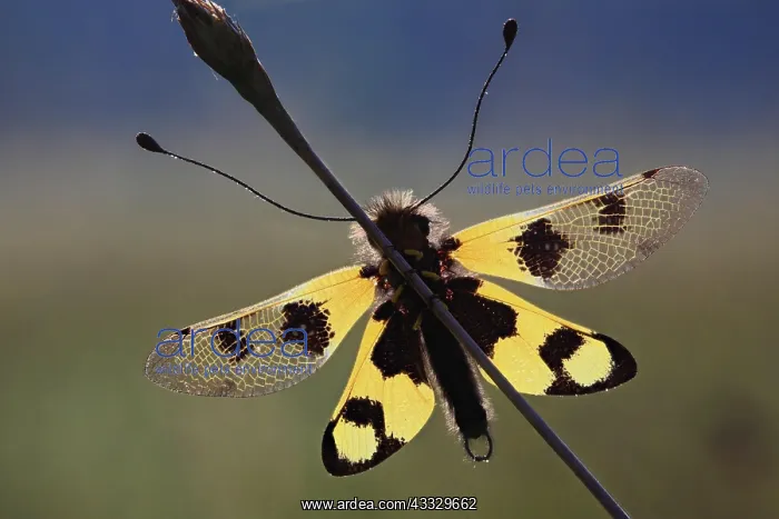  : Ascalaphid owlfly (Libelloides macaronius), macr