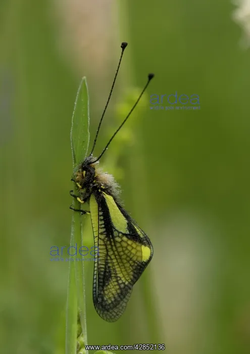 : Ascalaphid - at rest, dawn : Ascalaphid - at rest, dawn