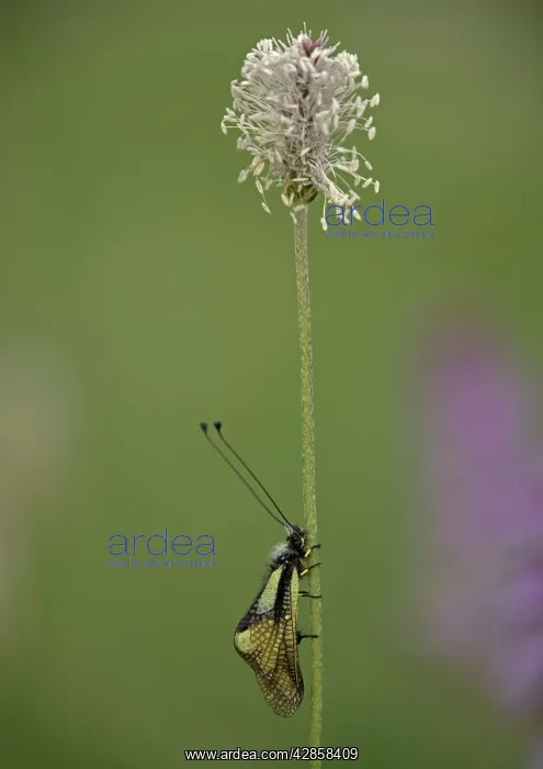  : Ascalaphid - at rest on hoary plantain (Plantago