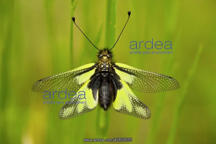 : An Ascalaphid - settled in grassland : An Ascalaphid - settled in grassland