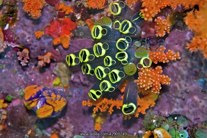  : Ascidians - all ascidians have an incurrent aperture