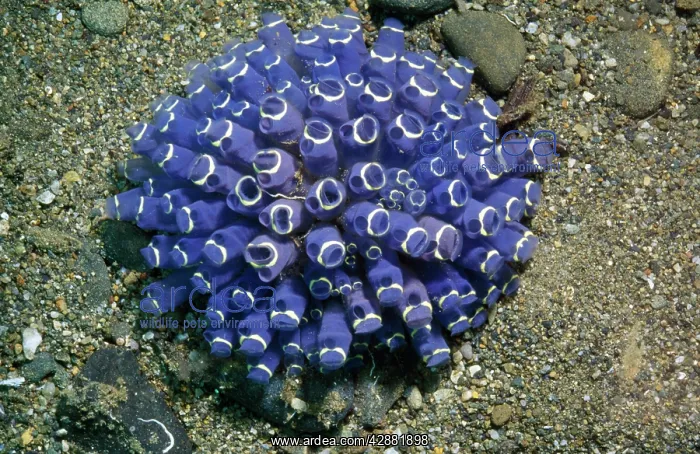  : Ascidians - sea squirts