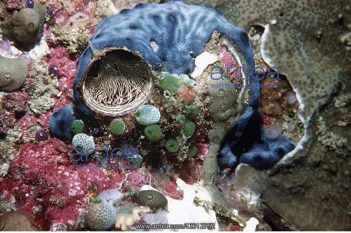 : ASCIDIANS - WORM MOLLUSC / sea squirt : ASCIDIANS - WORM MOLLUSC / sea squirt