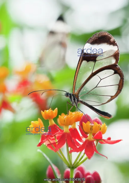  : Asclepias. Glass winged butterfly, Greta Oto feeding on Bloodflower, Asclepias curassavica
