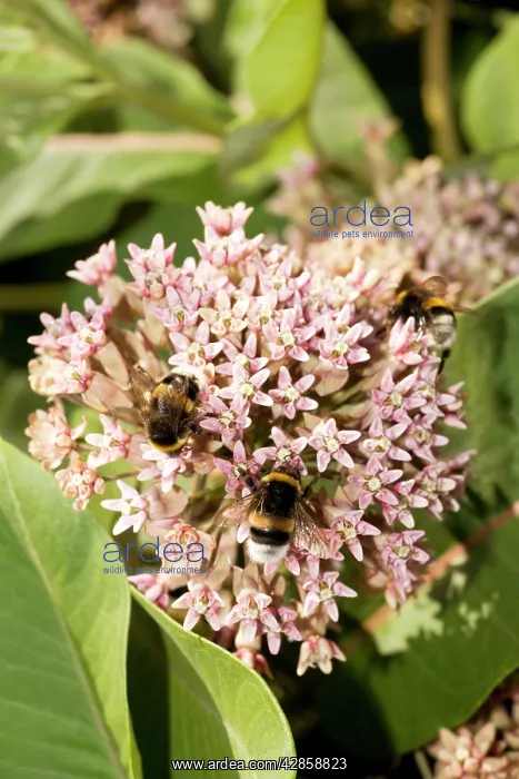 : Asclepias syriaca - a milkweed, commonly grown : Asclepias syriaca - a milkweed, commonly grown