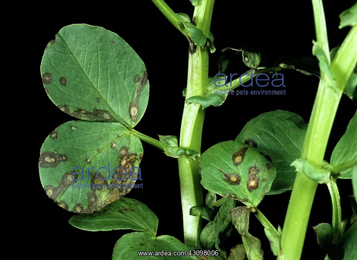 : Ascochyta leaf spot : Ascochyta leaf spot