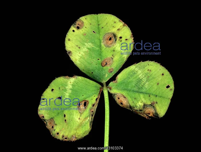 : Ascochyta leaf spot (Ascochyta sp.) : Ascochyta leaf spot (Ascochyta sp.)