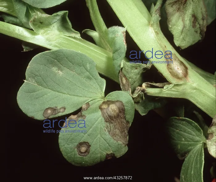 : Ascochyta leaf spot on field bean : Ascochyta leaf spot on field bean