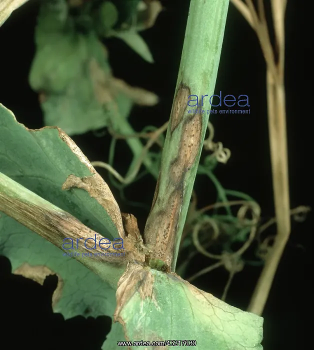 : Ascochyta leaf spot on Pea : Ascochyta leaf spot on Pea