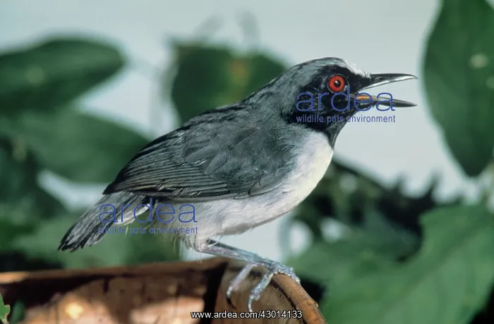  : Ash-Breasted Antbird