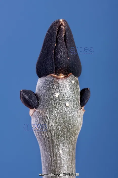 : Ash - common ash bud : Ash - common ash bud