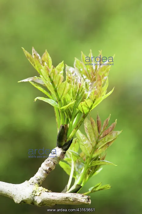 : Ash, European ash, Fraxinus excelsior, new growth : Ash, European ash, Fraxinus excelsior, new growth