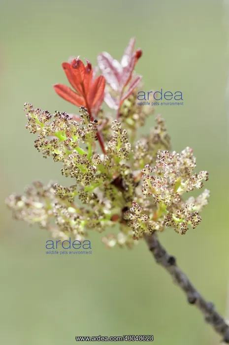 : Ash, Fraxinus augustifolia Claret : Ash, Fraxinus augustifolia Claret