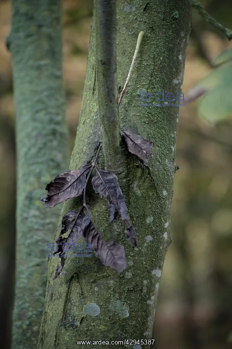 : Ash, Fraxinus excelsior : Ash, Fraxinus excelsior