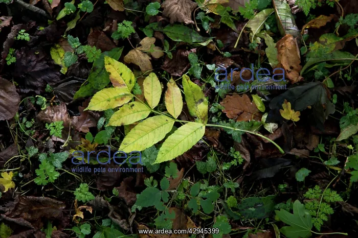 : Ash, Fraxinus excelsior : Ash, Fraxinus excelsior