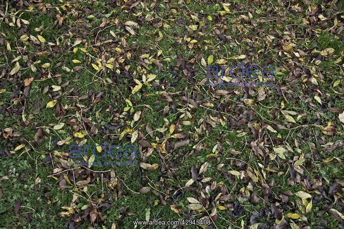 : Ash, Fraxinus excelsior : Ash, Fraxinus excelsior