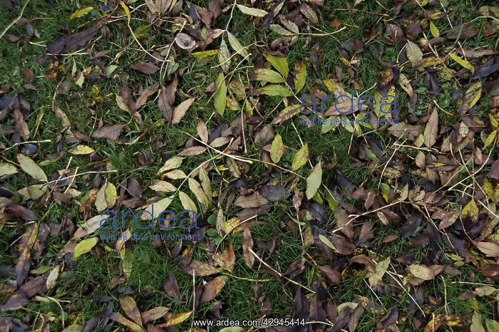 : Ash, Fraxinus excelsior : Ash, Fraxinus excelsior