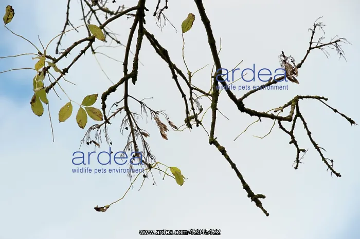 : Ash, Fraxinus excelsior : Ash, Fraxinus excelsior